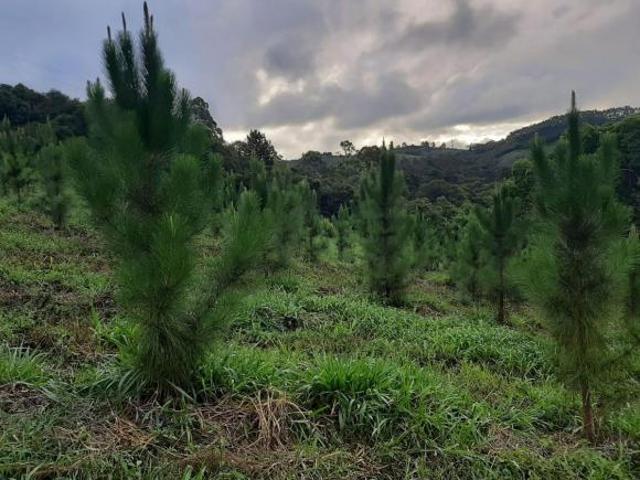 Sítio 30 Alqueires sendo 20 de pinus,2.5 de eucalipto 1.5 de lazer,acude,pasto,casas e 6 de mato,2 e