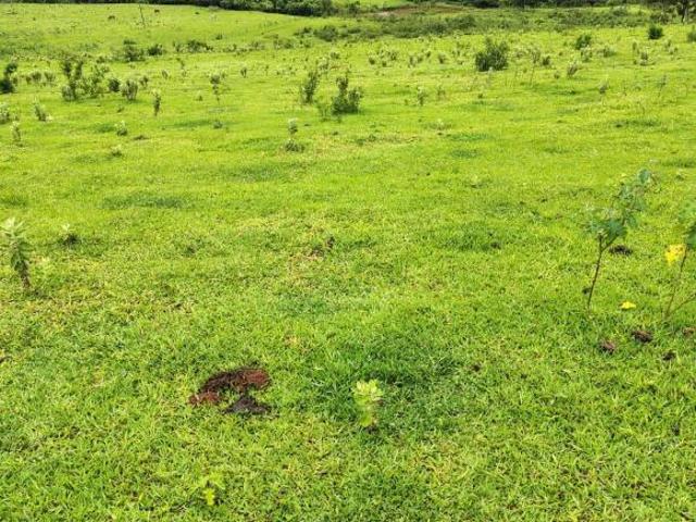 Sítio terra vermelha,bom para abacate,café etc.