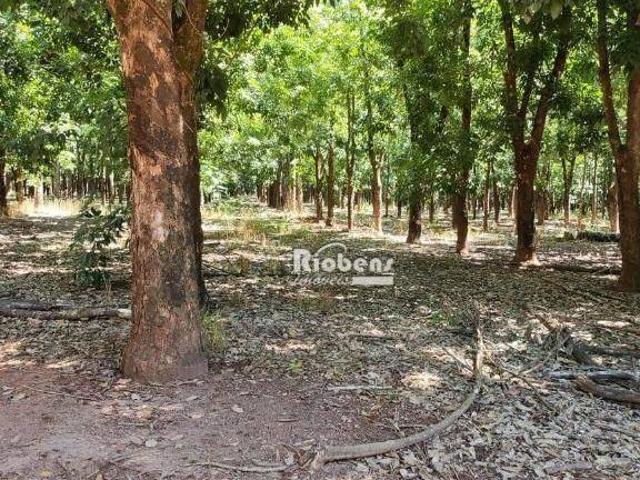 SITIO VALENTIN GENTIL VOTUPORANGA PASTO E SERINGAL PRODUZINDO