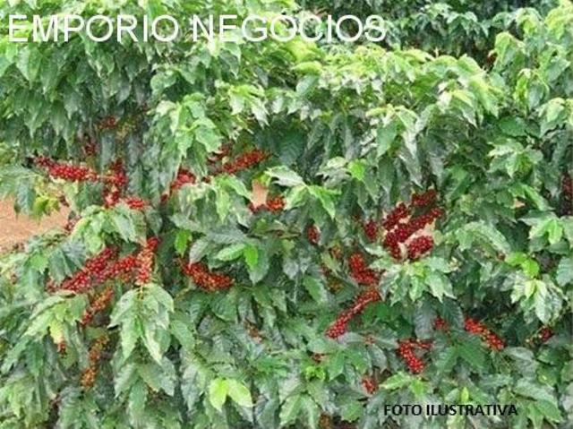 Sítio venda. Empório Negócios vende sítio café na região de Cássia dos Coqueiros SP