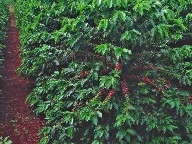 Sítio venda. Empório Negócios vende sítio café na região de Jacuí MG