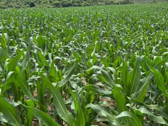 Sítio venda. Empório Negócios vende sítio lavoura na região de Monte Santo de Minas MG
