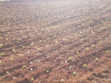 Sítio venda. Empório Negócios vende sítio para criação, lazer e lavoura, na região de Ribeirão Preto