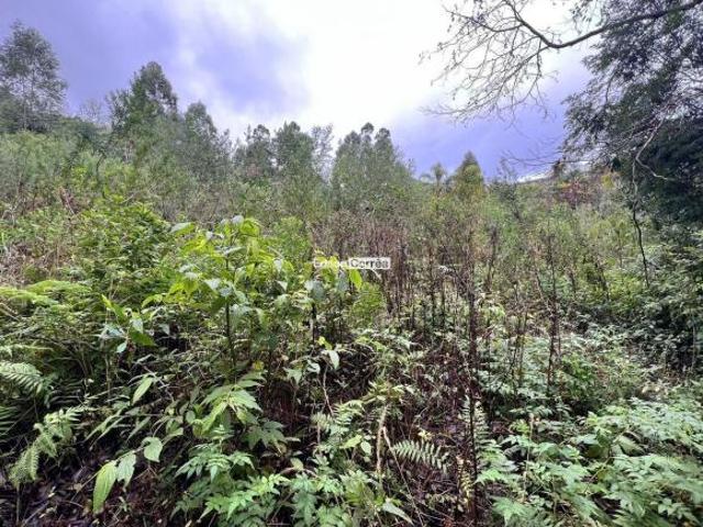 Sítio à venda no bairro Zona Rural São Francisco de Paula/RS
