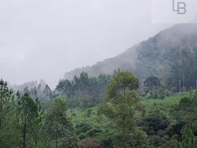 Sítio à venda no bairro Boa Esperança Rolante/RS