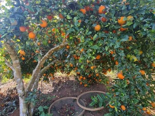 Sítio à venda, CAFÉ, APIÁRIO, AÇUDE em Juruaia, MG