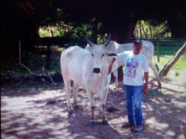 Sitio à venda em Cambuí MG, bairro Zona Rural: 3 quartos, 2 salas, 1 banheiro, 2 vagas de garagem e