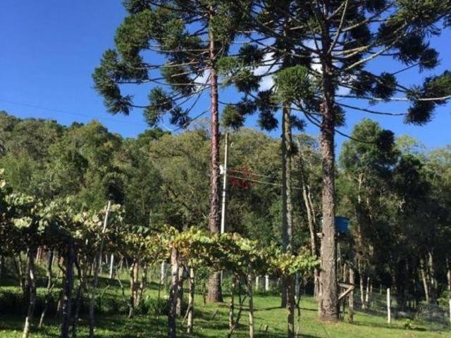 Sitio à Venda em Jaquirana!