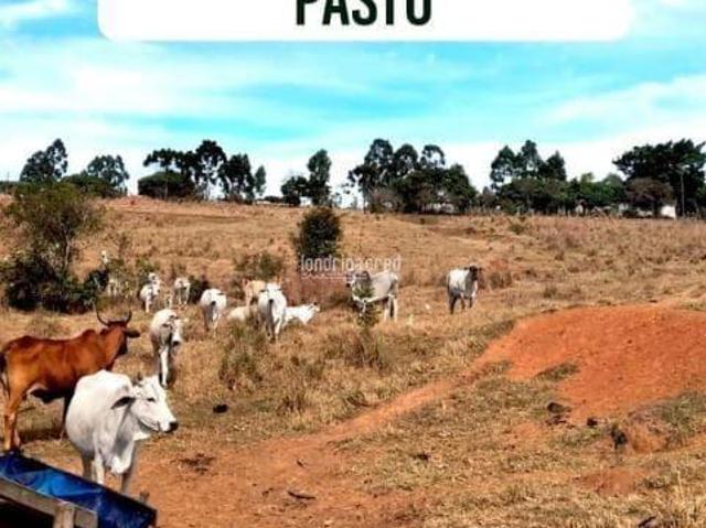 Sítio à venda, Flamenguinho, Ibaiti, PR
