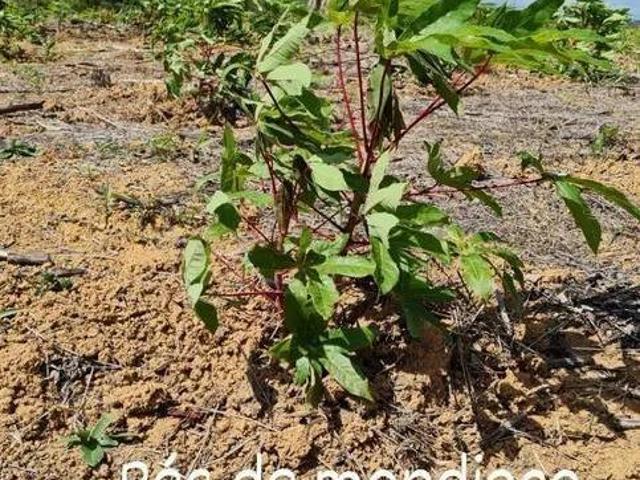 Sítio à Venda 49.000 m² de Área no Bairro Douradinho Piedade/SP | Ideal para Agricultura e Lazer
