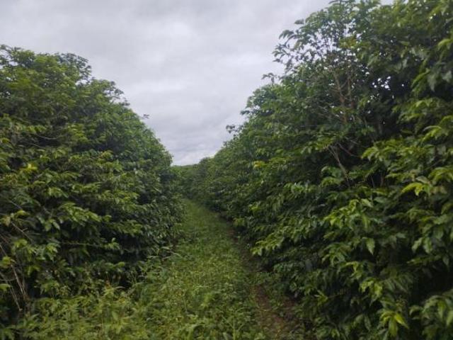 Sítio alta produção café mecanizados