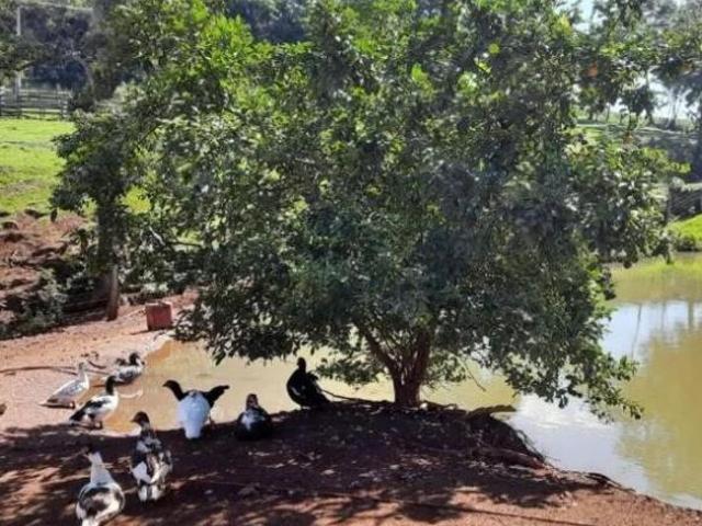Sítio área de 10,2 alqueires, 4,5 alqueires mecanizados, 5 em pasto, restante em reserva em Cascavel
