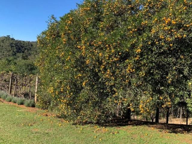 Sítio / Chácara para Locação em Campo Magro/PR Centro 3 Quartos