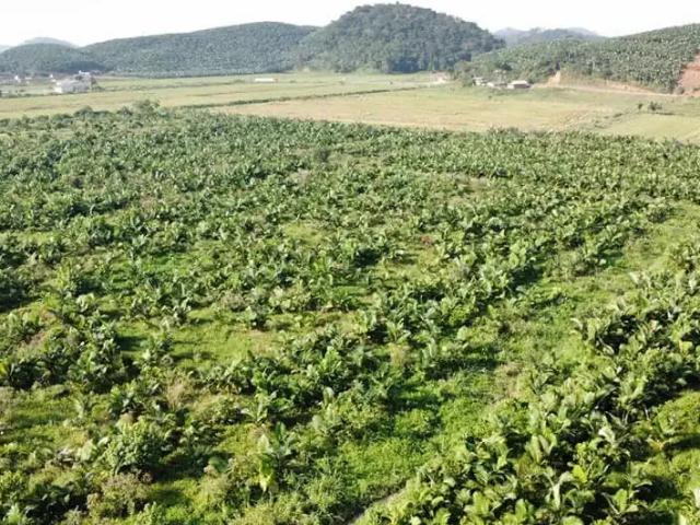 Sítio / Chácara para Locação em Luiz Alves/SC Rio do Peixe