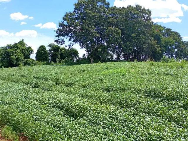 Sítio / Chácara para Venda em Conceição do Rio Verde/MG Zona Rural