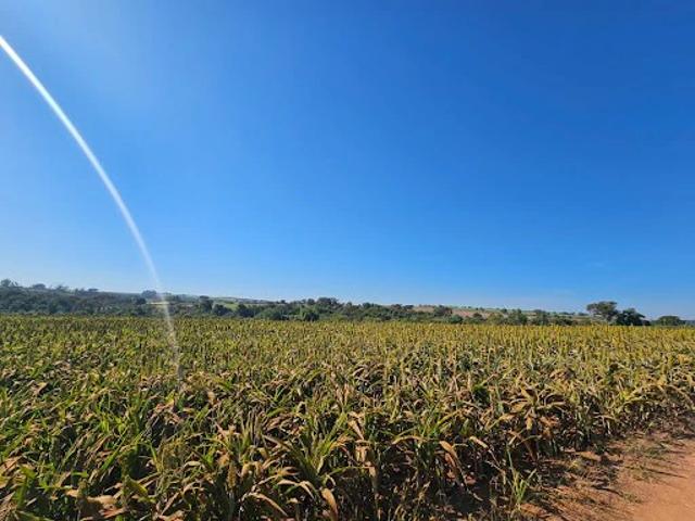 Sítio / Chácara para Venda em Conchal/SP Zona Rural