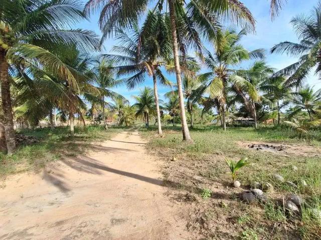 Sítio / Chácara para Venda em Conde/BA Zona Rural 3 Quartos