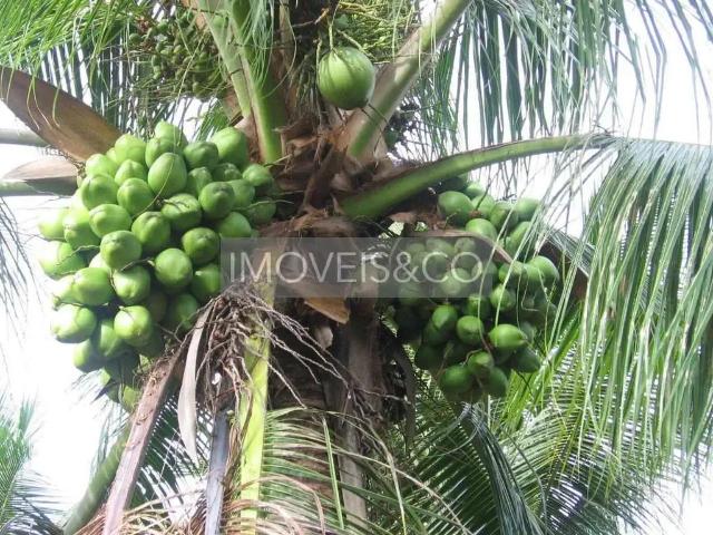Sítio / Chácara para Venda em Conde/BA Barra do Itariri 2 Quartos