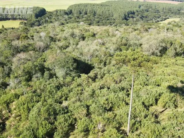 Sítio / Chácara para Venda em Coronel Domingos Soares/PR Zona Rural