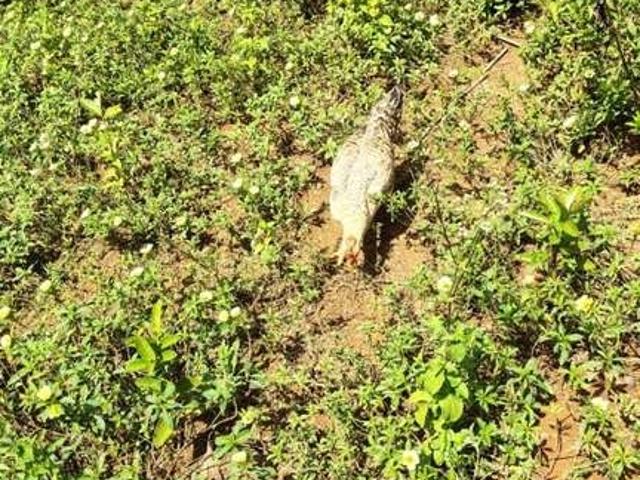 Sítio / Chácara para Venda em Córrego do Bom Jesus/MG Zona Rural 4 Quartos