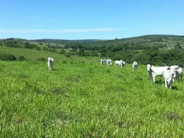 Sítio / Chácara para Venda em Corumbaíba/GO Zona Rural