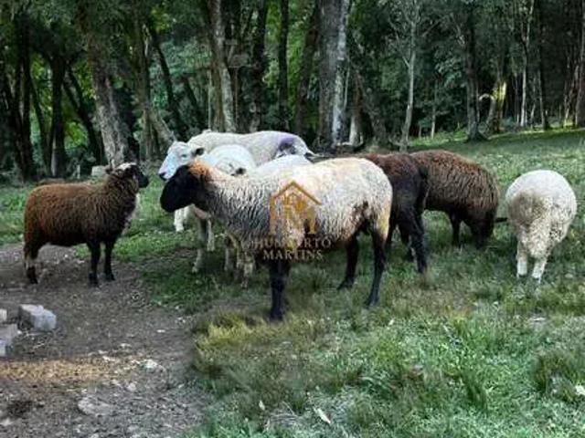 Sítio / Chácara para Venda em Caxias do Sul/RS Ana Rech 3 Quartos