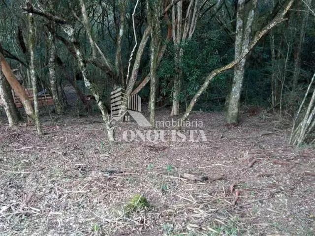 Sítio / Chácara para Venda em Caxias do Sul/RS Apanhador