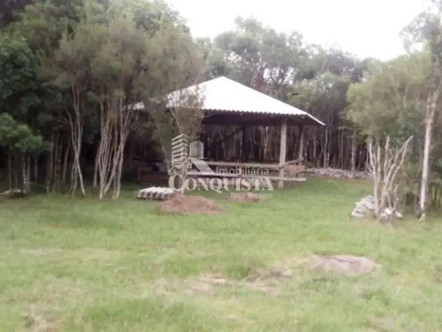 Sítio / Chácara para Venda em Caxias do Sul/RS Criúva
