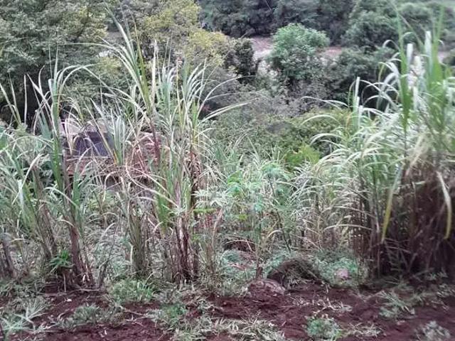Sítio / Chácara para Venda em Caxias do Sul/RS Vila Cristina 2 Quartos