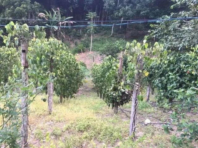 Sítio / Chácara para Venda em Cachoeiras de Macacu/RJ Papucaia 2 Quartos