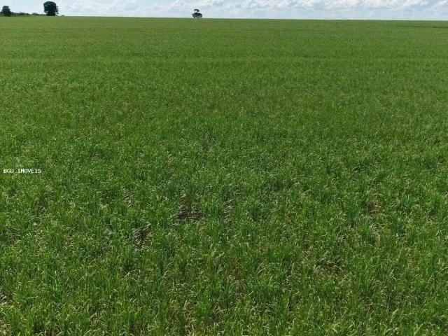 Sítio / Chácara para Venda em Caiabu/SP Zona Rural