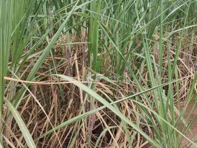 Sítio / Chácara para Venda em Cajuru/SP Zona Rural