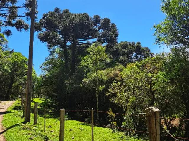 Sítio / Chácara para Venda em Cambará do Sul/RS Zona Rural 2 Quartos