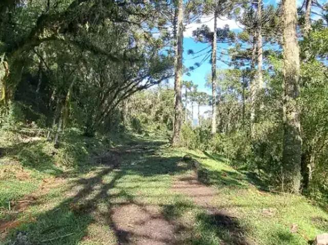 Sítio / Chácara para Venda em Cambará do Sul/RS Osvaldo Kroeff