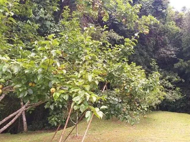 Sítio / Chácara para Venda em Cambuí/MG Centro 3 Quartos