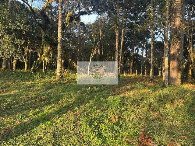 Sítio / Chácara para Venda em Campo Alegre/SC Centro 1 Quartos
