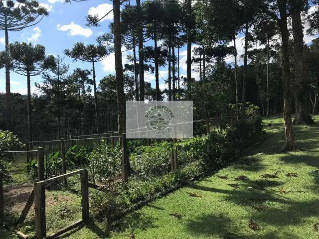 Sítio / Chácara para Venda em Campo Alegre/SC Centro 5 Quartos