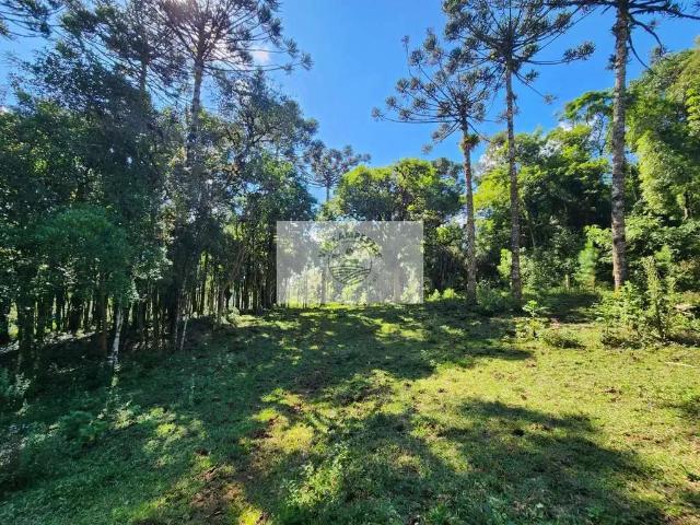 Sítio / Chácara para Venda em Campo Alegre/SC São Miguel 1 Quartos