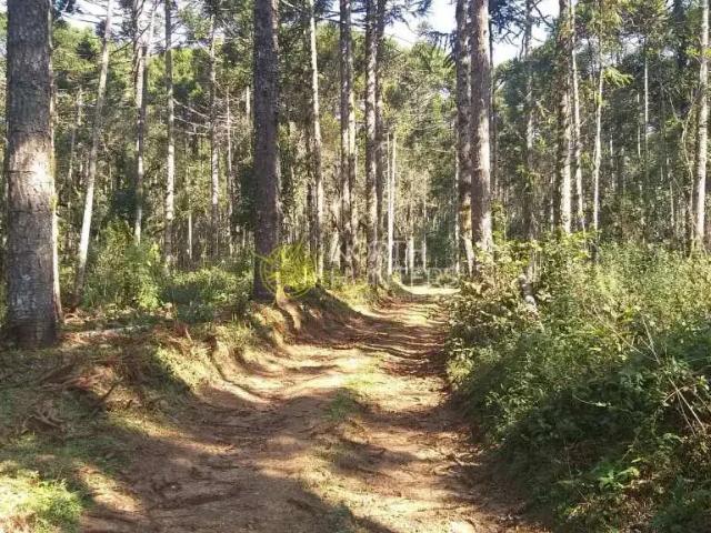 Sítio / Chácara para Venda em Campo Alegre/SC Zona Rural 1 Quartos