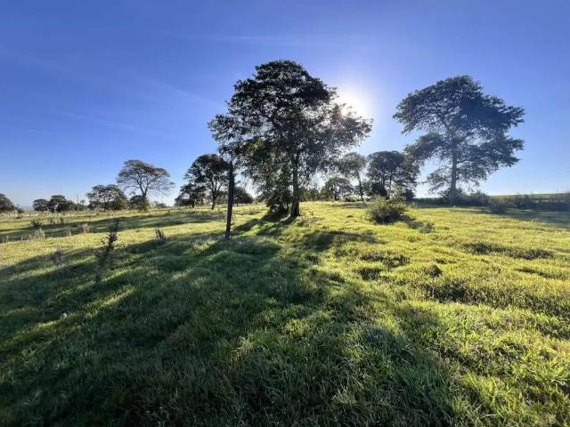 Sítio / Chácara para Venda em Campo Grande/MS Área Rural de Campo Grande