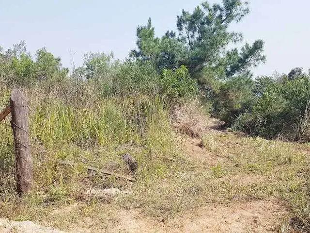 Sítio / Chácara para Venda em Campo Largo/PR Bateias