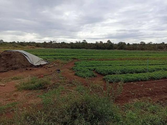 Sítio / Chácara para Venda em Campo Verde/MT Zona Rural