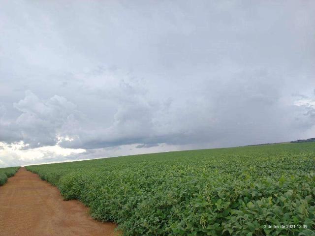 Sítio / Chácara para Venda em Campo Verde/MT Área Rural de Campo Verde