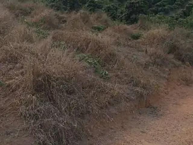 Sítio / Chácara para Venda em Campestre/MG Centro