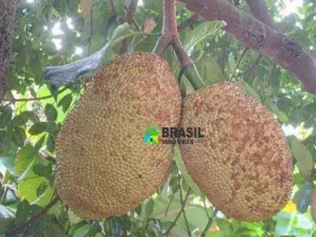 Sítio / Chácara para Venda em Campestre/MG Zona Rural
