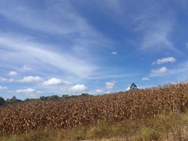 Sítio / Chácara para Venda em Campina Grande do Sul/PR Jardim Paulista