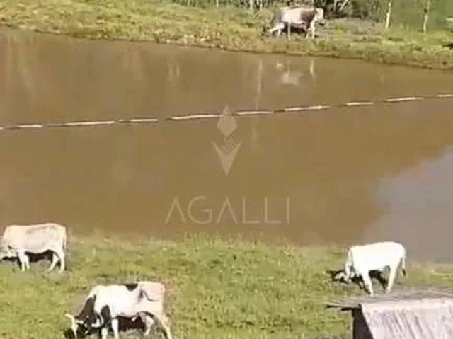 Sítio / Chácara para Venda em Campina Grande do Sul/PR Rio Pequeno