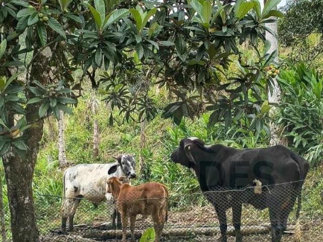 Sítio / Chácara para Venda em Cananéia/SP Centro