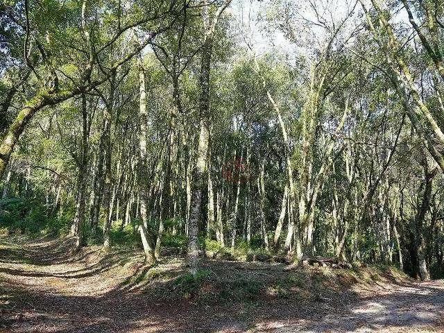 Sítio / Chácara para Venda em Canela/RS Alpes Verdes