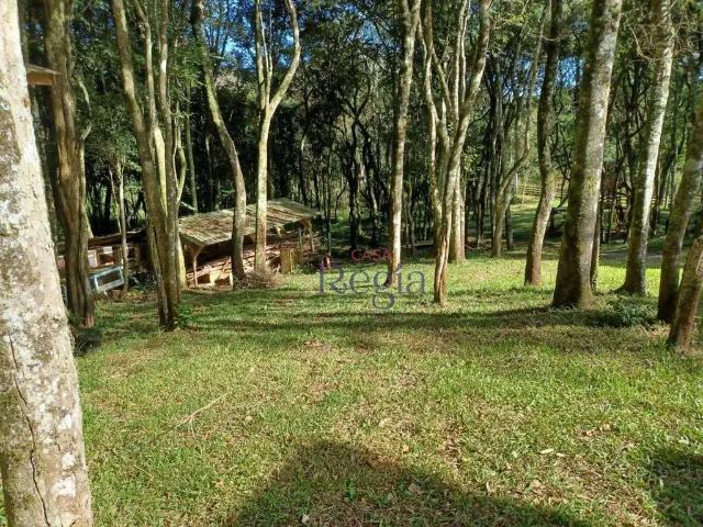Sítio / Chácara para Venda em Canela/RS Linha São Paulo 4 Quartos
